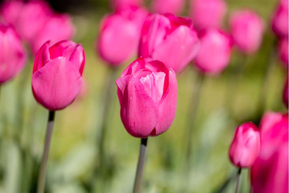 Tulipan 'Don Quichotte'